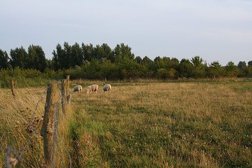 Langs de grens – grazende schapen in de verte