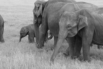 Elefantenherde mit Baby von Inge Hogenbijl
