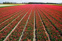Rode bloemnvelden