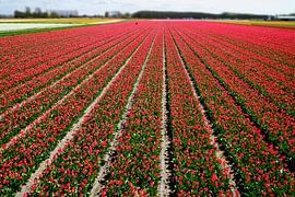 Rode bloemnvelden von Chris Gottenbos