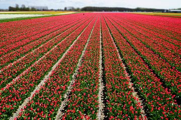 Rode bloemnvelden van Chris Gottenbos