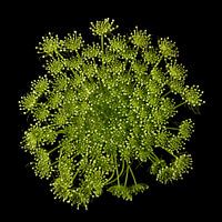Fluitekruid
