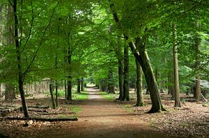 Lumière dans la forêt