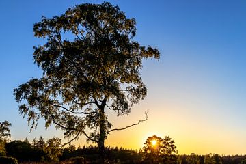 Door de zon verlichte solitaire boom tijdens zonsondergang. van Henk Van Nunen Fotografie