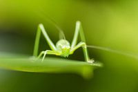 Groene dimensie