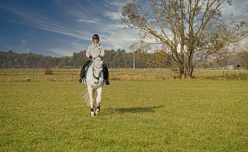 Training met het witte paard op een rijbak in de herfst
