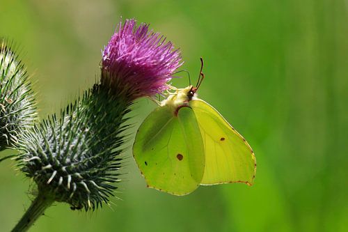 Prächtiger Zitronenfalter