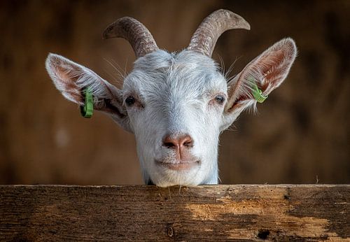 Freundliche Ziege