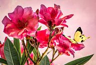Roze roos met gele vlinder in de lente van Rietje Bulthuis thumbnail