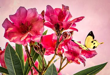 Roze roos met gele vlinder in de lente