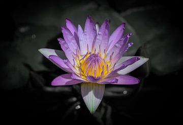 Lotus von Pim van Galen