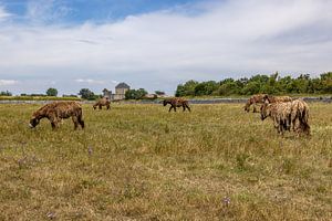 Esel auf der Île de Ré