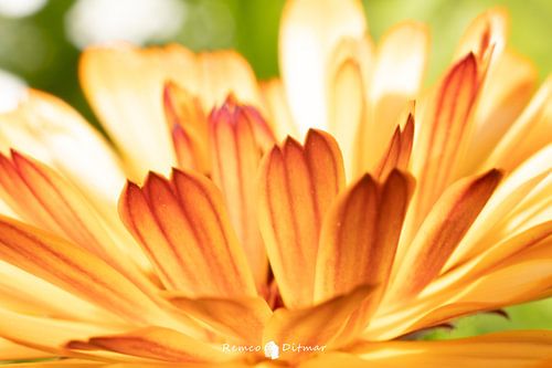 A Summer Serenade: The Loving Radiance of a Striped Flower