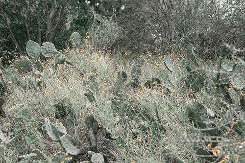 Kakteen in einem Nationalpark