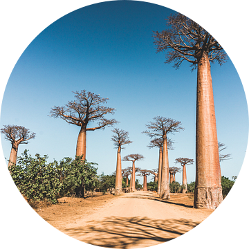 Allée des Baobabs nabij Morondava in Madagaskar van Expeditie Aardbol
