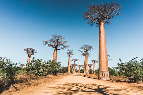 Allée des Baobabs nabij Morondava in Madagaskar