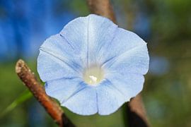 Morgenlatte mit blauem Himmel und Grünzeug von Iris Holzer Richardson