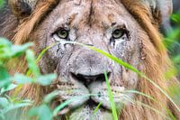 "Focussed" Lion 