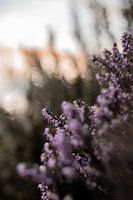Purple heather