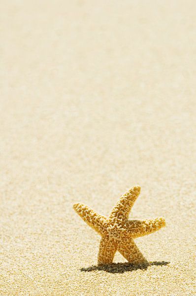 LP 70485291 Seestern im Sand stehend von BeeldigBeeld Food & Lifestyle