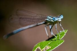 Une demoiselle bleue sur une feuille sur Joost Adriaanse