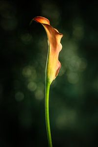 Calla mit grünem Hintergrund und Bokeh