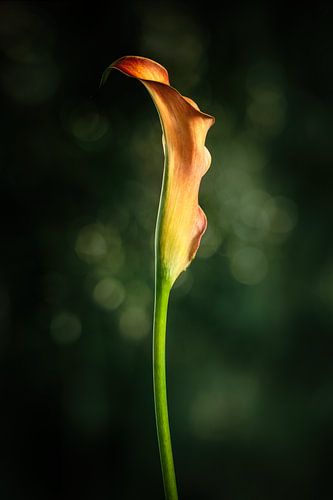 Calla met groene achtergrond en Bokeh