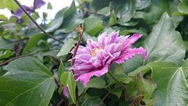 Bloem by Ria De Jonge
