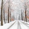Winterse boslaan van Joni Israeli