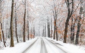 Winterse boslaan van Joni Israeli