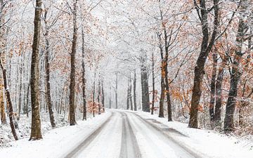 Winter forest avenue by Joni Israeli