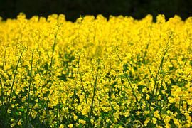 Koolzaadveld van Thomas Jäger