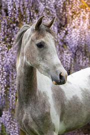 An Arabian horse amongst the wisteria during the golden hour | Equine photography by Christelle Nonnekes