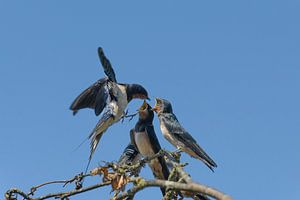 Hungrige Schwalben von Gerry van Roosmalen