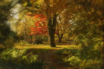 Automne sur Koos Hageraats