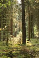 Zonnestralen