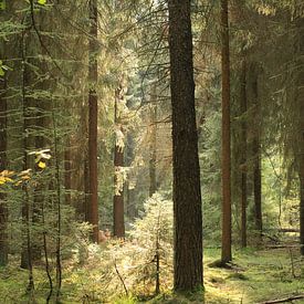 Zonnestralen by jorrit Verduijn