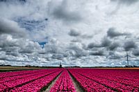 Tulpen