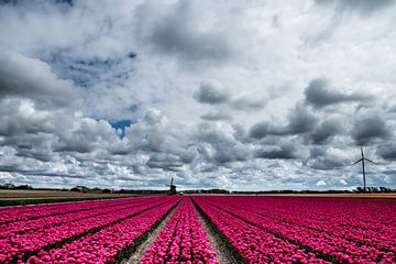 Tulpen von Johan van der Helm
