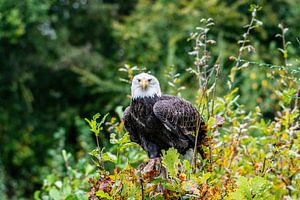 Der amerikanische Weißkopfseeadler oder Weißkopfseeadler - Haliaeetus leucocephalus -.