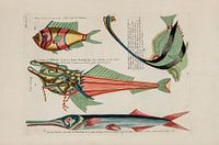 Crayfish and crabs, Louis Renard, 1754 - Teylers Museum Collection