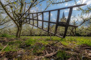 Ladder in fruitboomgaard von Moetwil en van Dijk - Fotografie