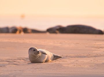 Seehund im letzten Sonnenlicht von Madleen Sophie