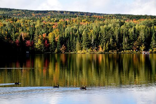 Eenden op het meer in de herfst