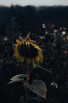 Tournesol fané dans l'automne du Sauerland