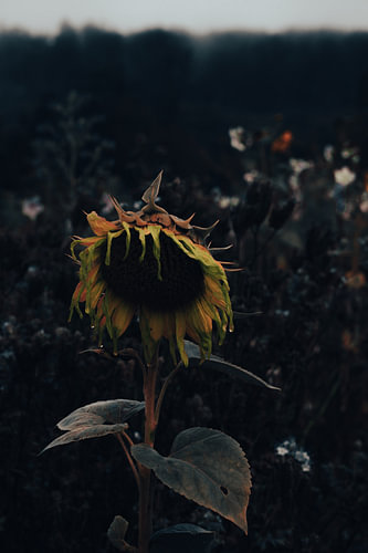 Uitgebloeide zonnebloem in de herfst van het Sauerland