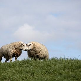 Interaktion zwischen zwei Texelschafen auf einem Deich von W J Kok