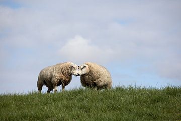 Onderonsje tussen twee texelse schapen op een dijk van W J Kok