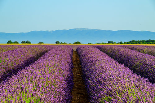 Lavendel in bloei in de Provence bij zonsopgang