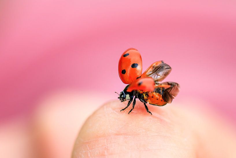 Lieveheersbeestje take off by Dennis van de Water